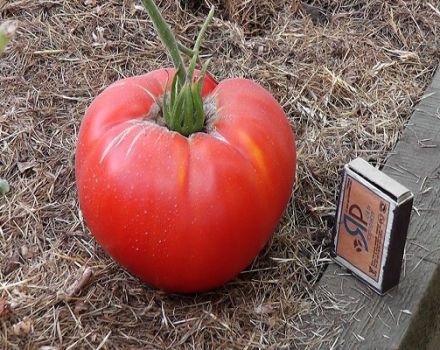Charakteristika a popis odrůdy rajčat Tuk mnich
