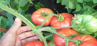 Beschrijving van de tomatenvariëteit Great Warrior en zijn kenmerken