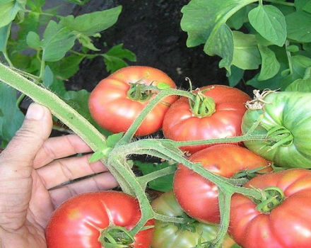Büyük Savaşçı domates çeşidinin tanımı ve özellikleri