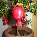 How can you grow a pomegranate from a stone and the rules of planting and care at home