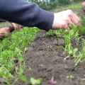 How to properly thin out carrots in the open field in the garden