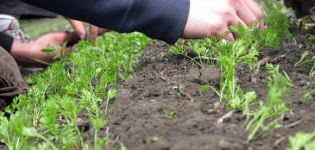 Hoe wortelen in de volle grond in de tuin goed uit te dunnen