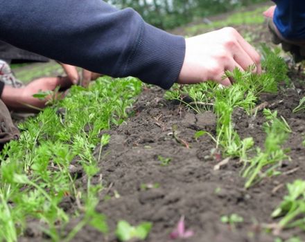 Ako riediť mrkvu na otvorenom poli v záhrade