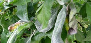 The reasons for the appearance of powdery mildew on an apple tree, how to fight and what to do for treatment