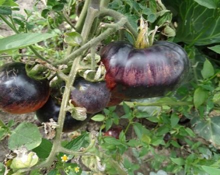 Opis sorte rajčice Amethyst dragulj i njegove karakteristike