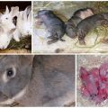 Varför äter en kvinnlig kanin ibland sina barn och hur man kan förhindra kannibalism