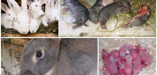 Hvorfor spiser en kvindelig kanin nogle gange sine babyer, og hvordan man kan forhindre kannibalisme