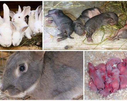 Prečo králičie žena niekedy jesť svoje deti a ako zabrániť kanibalizmu