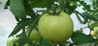 Tomaatti Antonovka -hunajalajikkeen kuvaus ja sen ominaisuudet