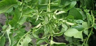 Why do potato leaves curl, what to do and how to treat it?