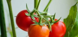 Opis sorte Poklon rajčica, njezine karakteristike i produktivnost