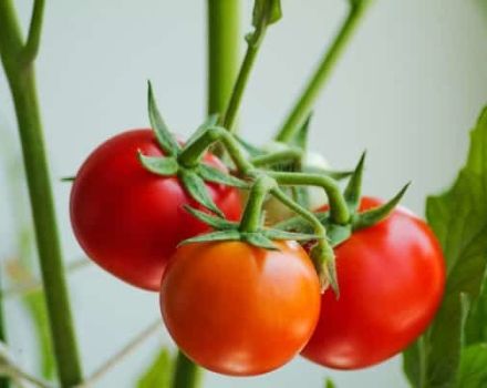 Dāvanu tomātu šķirnes, tās īpašību un produktivitātes apraksts