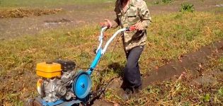 Hogyan lehet ásni és betakarítani burgonyát egy mögött álló traktor segítségével