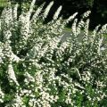 Description and characteristics of Spirea Nippon Snowmound, planting and care