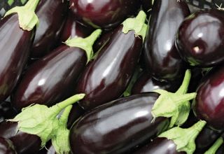 TOP 15 varieties of eggplant for a polycarbonate greenhouse, cultivation and care, planting scheme