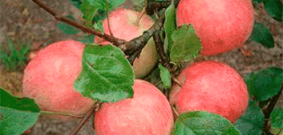 Description, characteristics and subspecies of the Uslada apple tree, the subtleties of growing