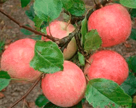 Beskrivelse, karakteristika og underart for Uslada-æbletræet, voksnes subtile karakterer