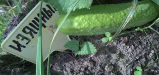 Beschrijving van de Graceful komkommersoort, de kenmerken en de teelt