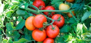 Περιγραφή και χαρακτηριστικά της ντομάτας Katyusha, η καλλιέργειά της