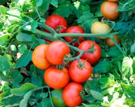 Description and characteristics of Katyusha tomato, its cultivation