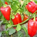 Produttività, caratteristiche e descrizione della varietà di peperone Bogatyr