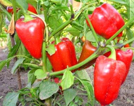 Produktivita, charakteristika a opis odrody papriky Bogatyr