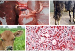 Causes and symptoms of coccidiosis in cattle, treatment and prevention