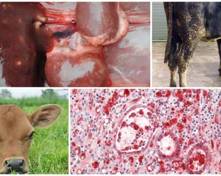 Oorzaken en symptomen van coccidiose bij runderen, behandeling en preventie
