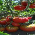 Caratteristiche e descrizione della varietà di pomodori Andreevsky sorpresa