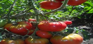 Charakteristika a popis odrůdy rajčat Andreevsky překvapení