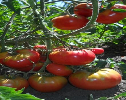 Caratteristiche e descrizione della varietà di pomodori Andreevsky sorpresa