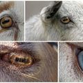 Ožkų akių struktūra ir spalvos, vyzdžių ypatybės ir ligos