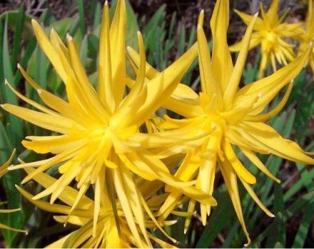 Narcizų veislės Rip van Winkle aprašymas ir ypatybės, sodinimo taisyklės ir priežiūra