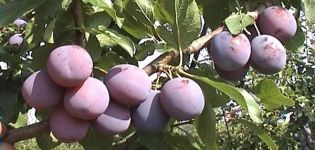 Descripció i característiques de la varietat, cultiu i cura de la prunera Zarechnaya