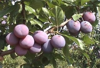 Description et caractéristiques de la variété précoce de prune Zarechnaya, culture et entretien