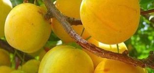 Beskrivning av körsbärsplommon Gek-sorten, val av planteringsplats, odling och skötsel, pollineringssorter
