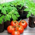 Tomaten planten en kweken in turftabletten