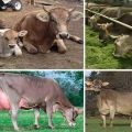 Šveicarijos karvių aprašymas ir savybės, galvijų privalumai ir trūkumai bei priežiūra
