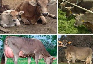 Mô tả và đặc điểm của bò Thụy Sĩ, ưu nhược điểm của bò và cách chăm sóc