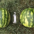 Beskrivelse og teknologi til voksende vandmelon Top Gun, karakteristika for F1-arten og udbytte