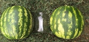 Beschreibung und Technologie des Anbaus von Wassermelonen Top Gun, Eigenschaften der F1-Arten und Ertrag