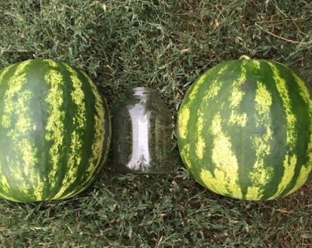 Beschrijving en technologie van het kweken van Top Gun-watermeloen, kenmerken van de F1-soort en opbrengst