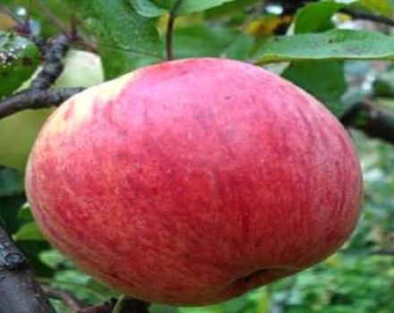 Descripción de la variedad de manzana Celidonia y características, productividad y beneficios.
