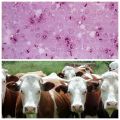 The causative agent and symptoms of pasteurellosis in cattle, methods of treatment and vaccinations