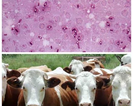 Sığırlarda pastörellozun etken maddesi ve semptomları, tedavi yöntemleri ve aşılar