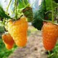 Beschreibung der remontanten Himbeersorte Orange Miracle, Pflanzung und Pflege
