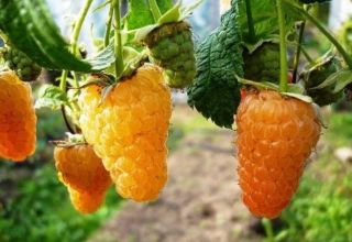 Opis zvyškovej malinovej odrody Orange Miracle, výsadba a starostlivosť