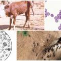 Symptoms of anaplasmosis in cattle and diagnosis, methods of treatment and prevention