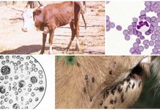 Objawy anaplazmozy u bydła i diagnostyka, metody leczenia i profilaktyki