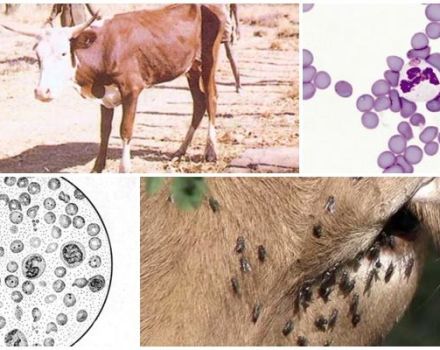 Příznaky anaplasmózy skotu a diagnostika, způsoby léčby a prevence